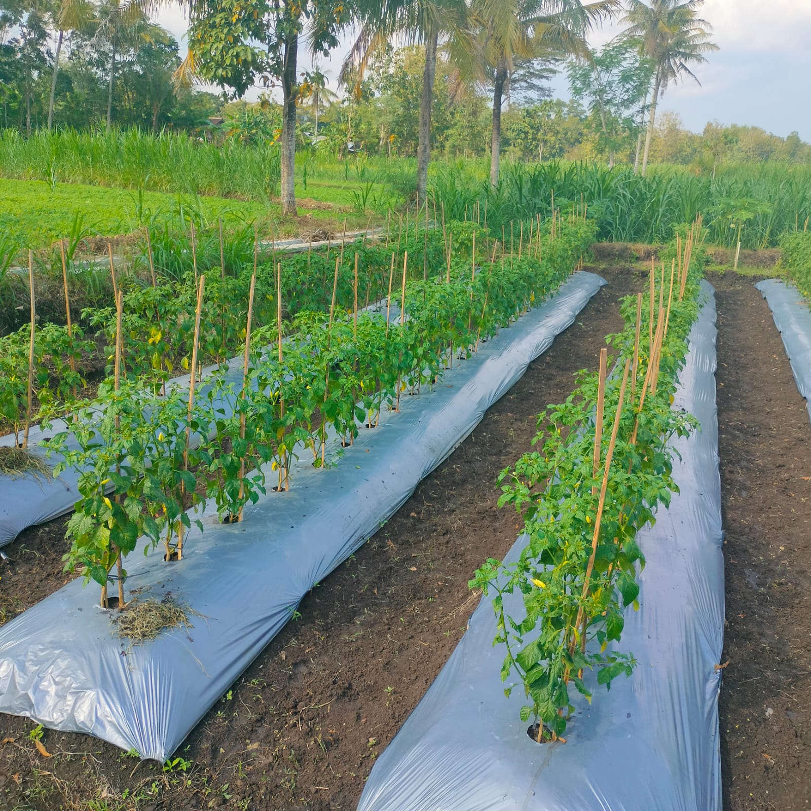 Aneka Macam Perkebunan